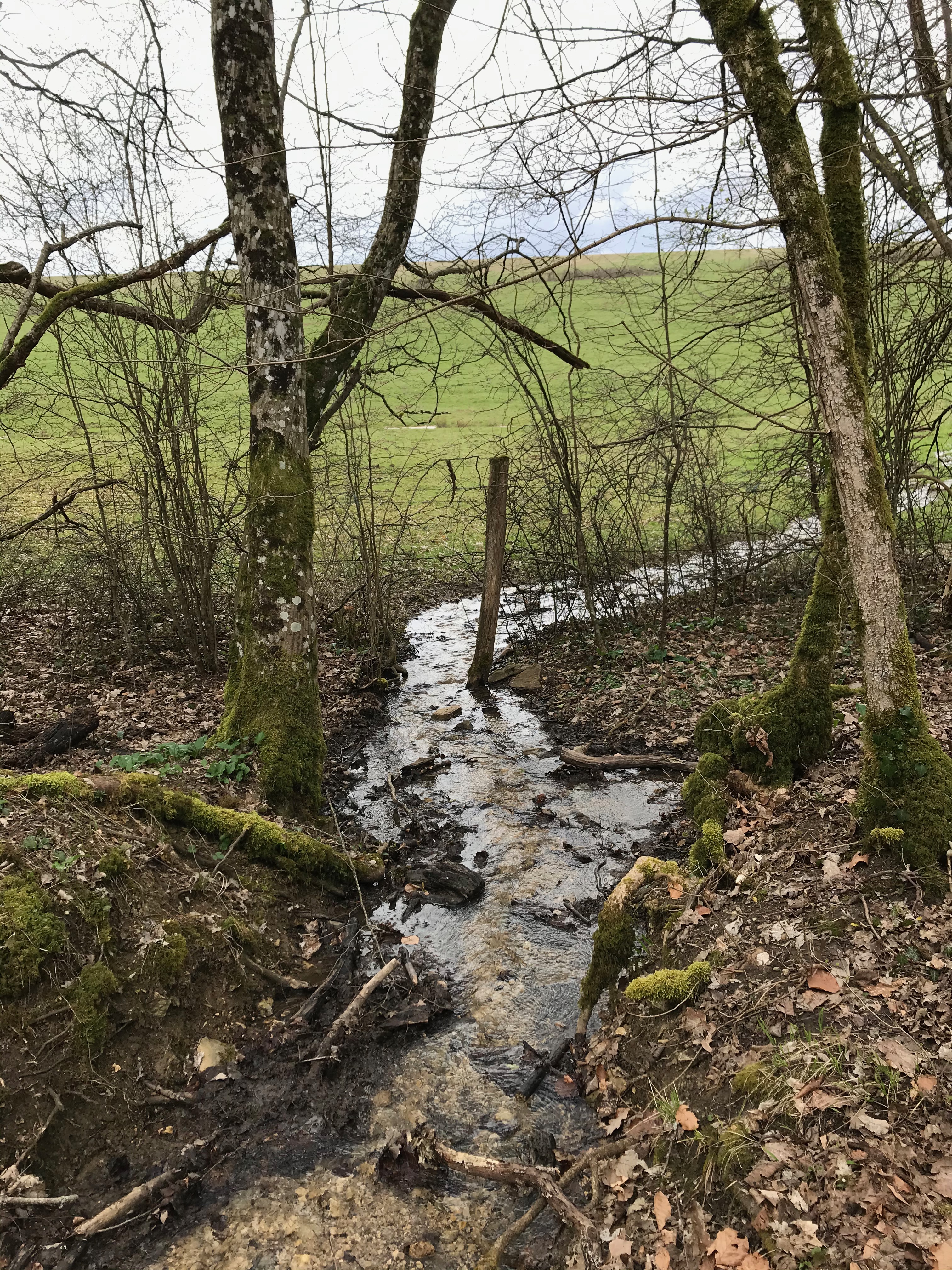 Un petit ruisseau coule au milieu de la forêt, on aperçoit une clairière au fond.
