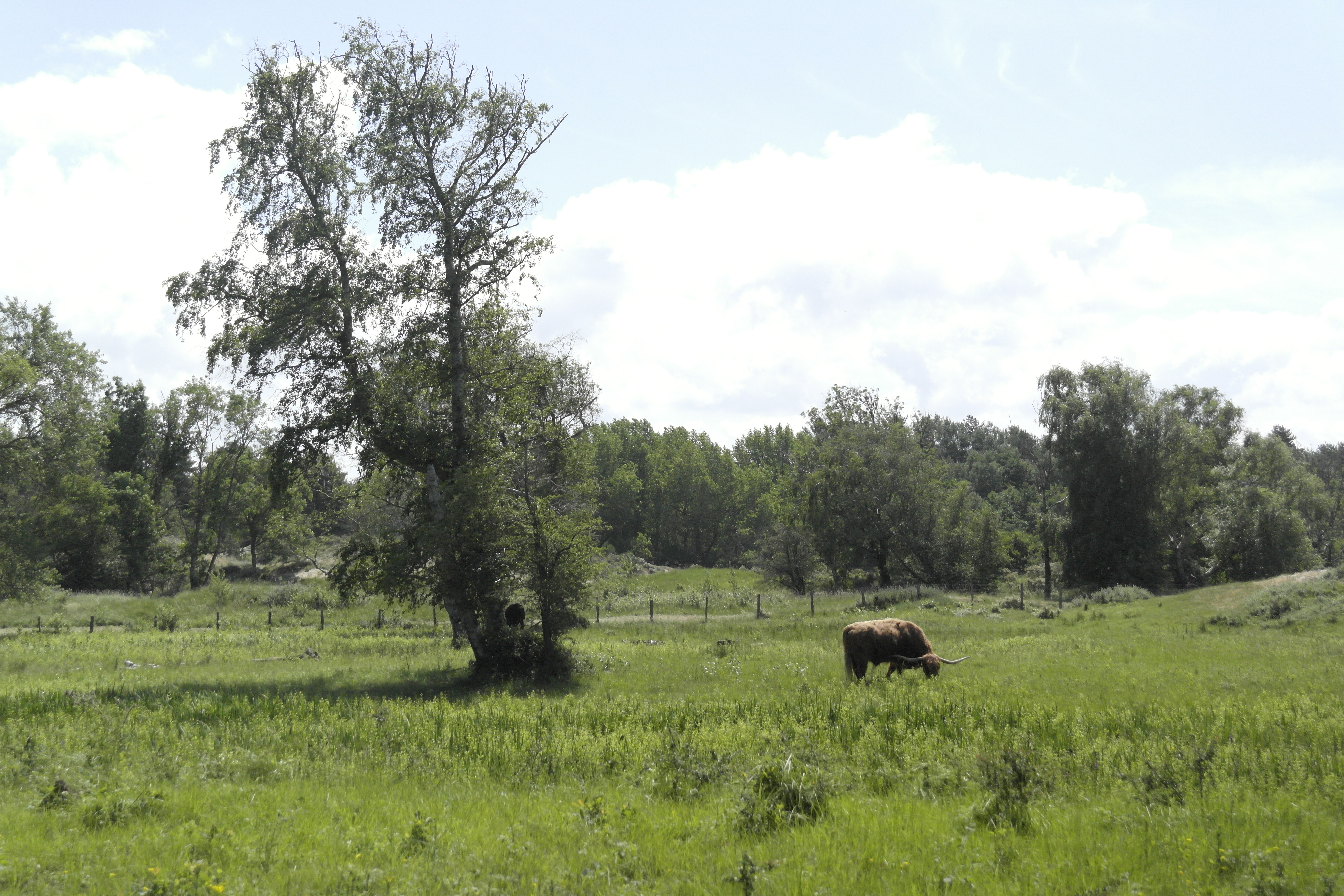 un bovin à corne paisse dans une clairière entourée d'arbres, dans le Parc du Marquenterre