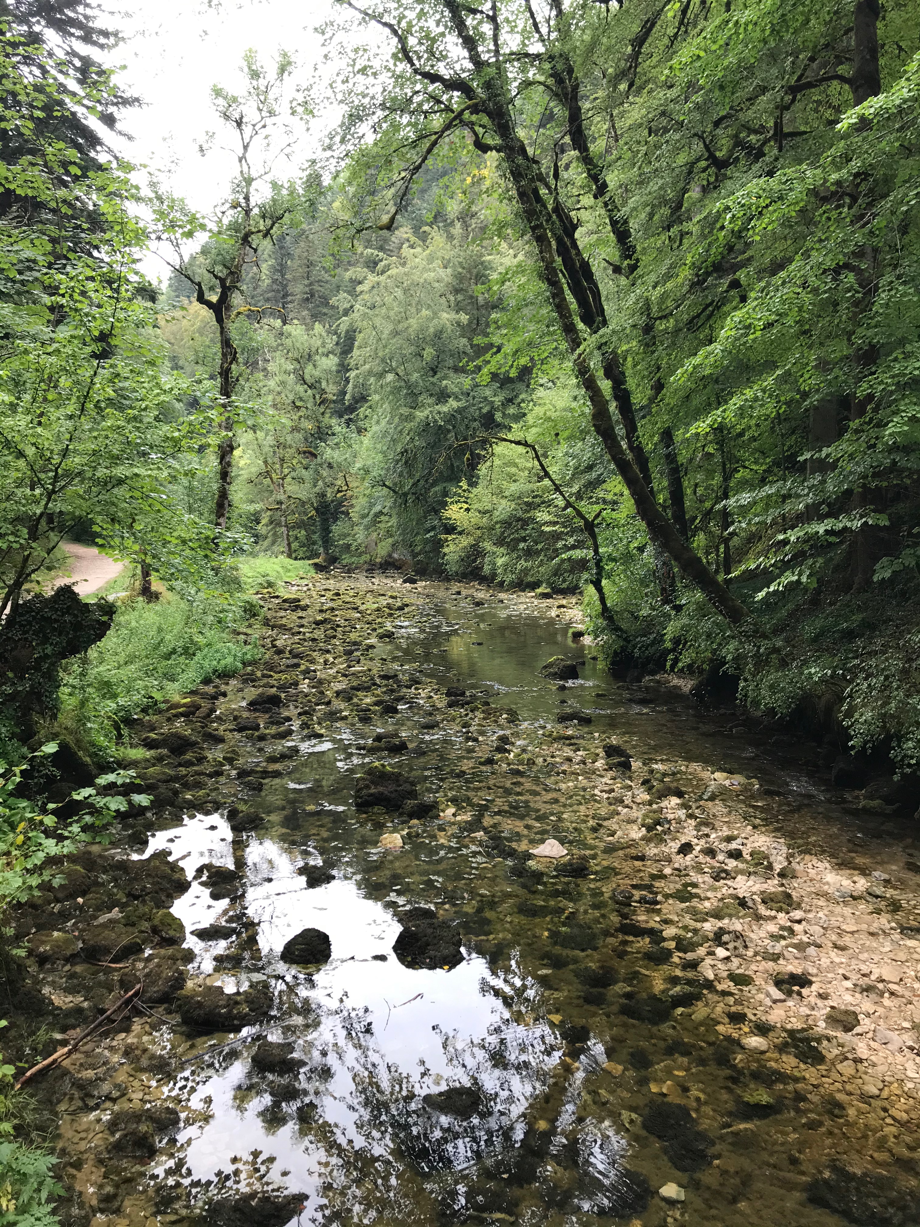 ruisseau asséché, arbres autour, temps pluvieux