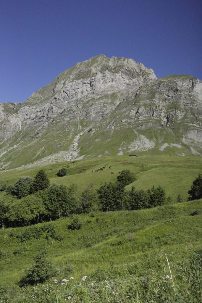 montagne rocheuse, arbres et sapin au premier plan