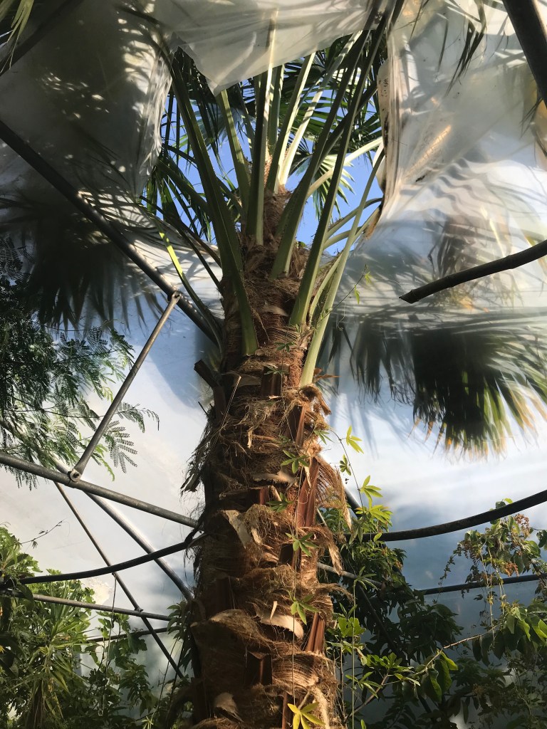 palmier sortant du toit d'une serre