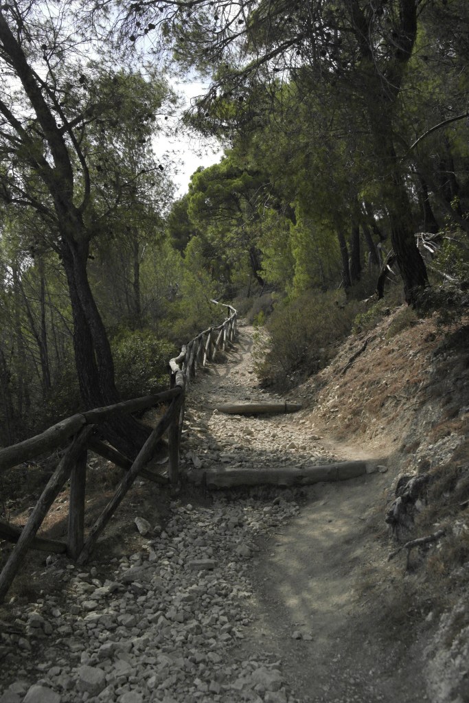 sentier dans la pinède, terre au sol, barrières en bois
