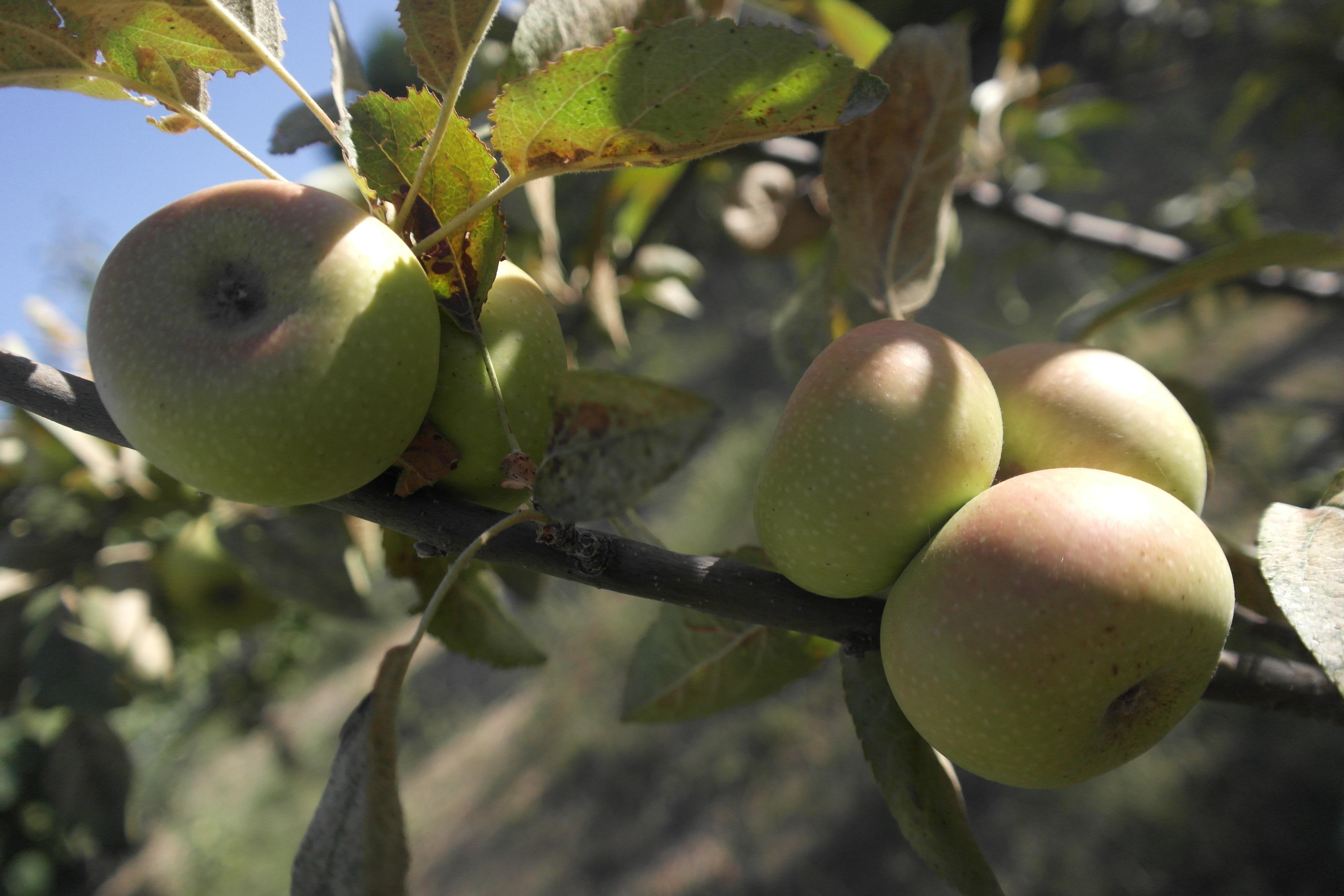 pommes en macro sur une branche