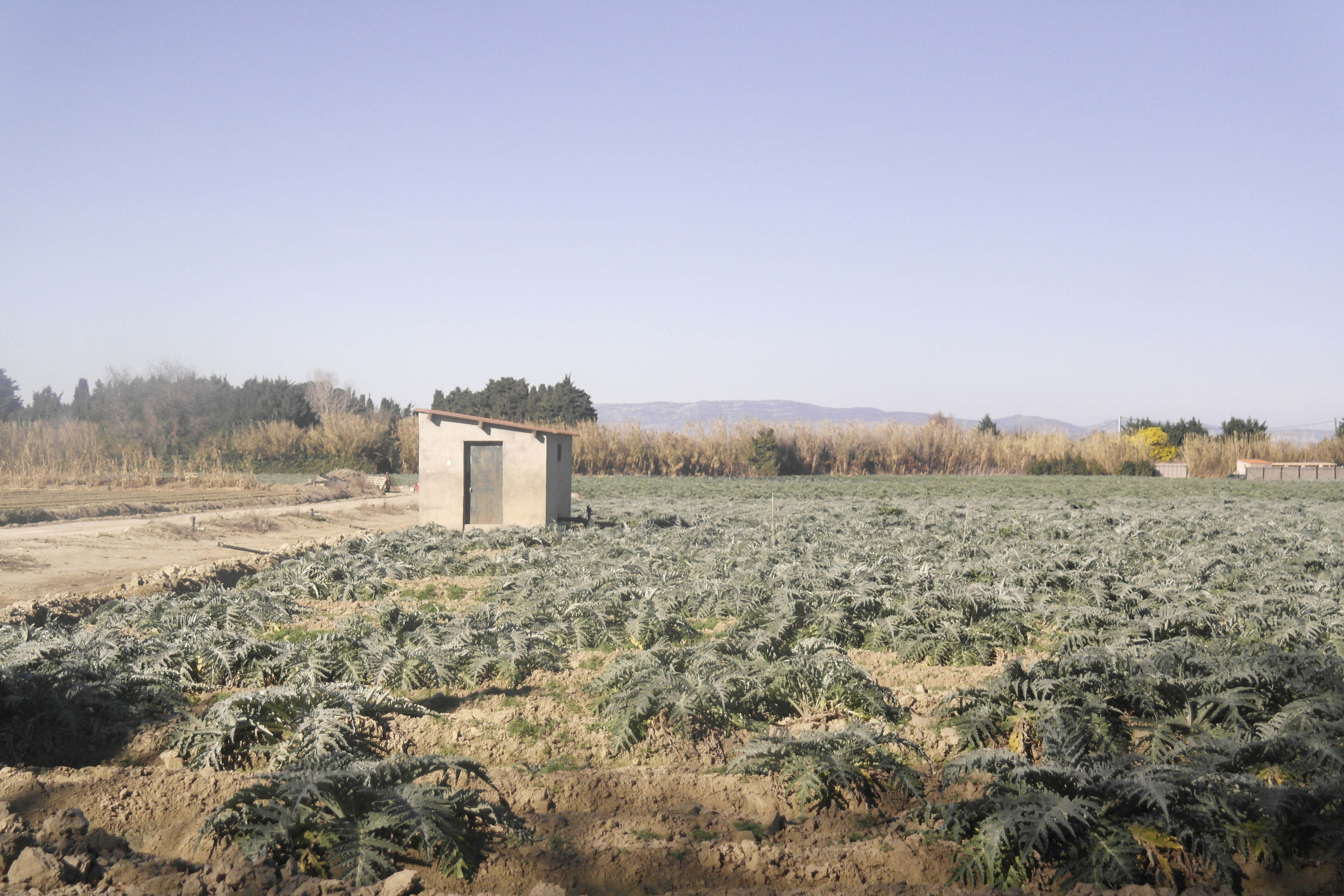 champ d'artichauts, cabane, Salanque