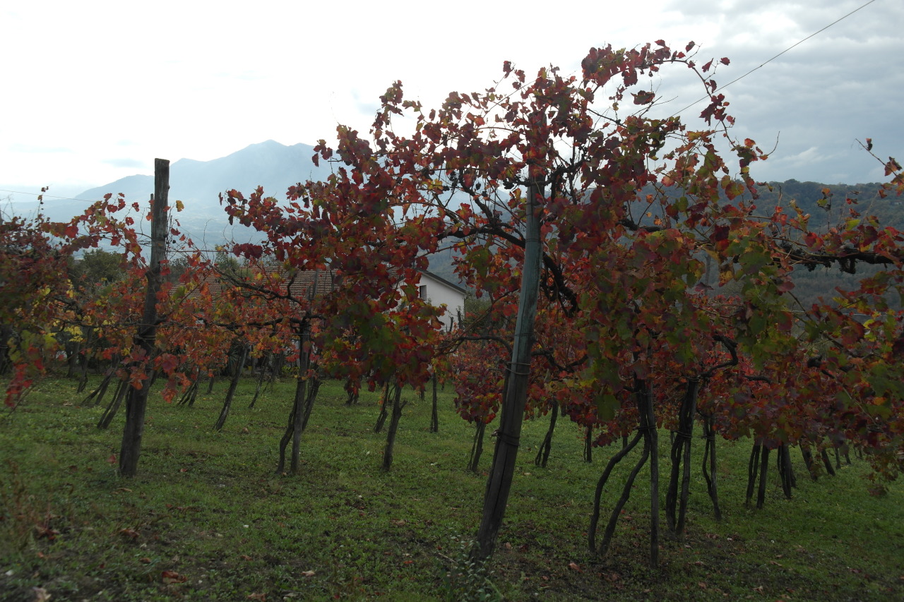 vignes aux feuilles rouges, ciel gris.