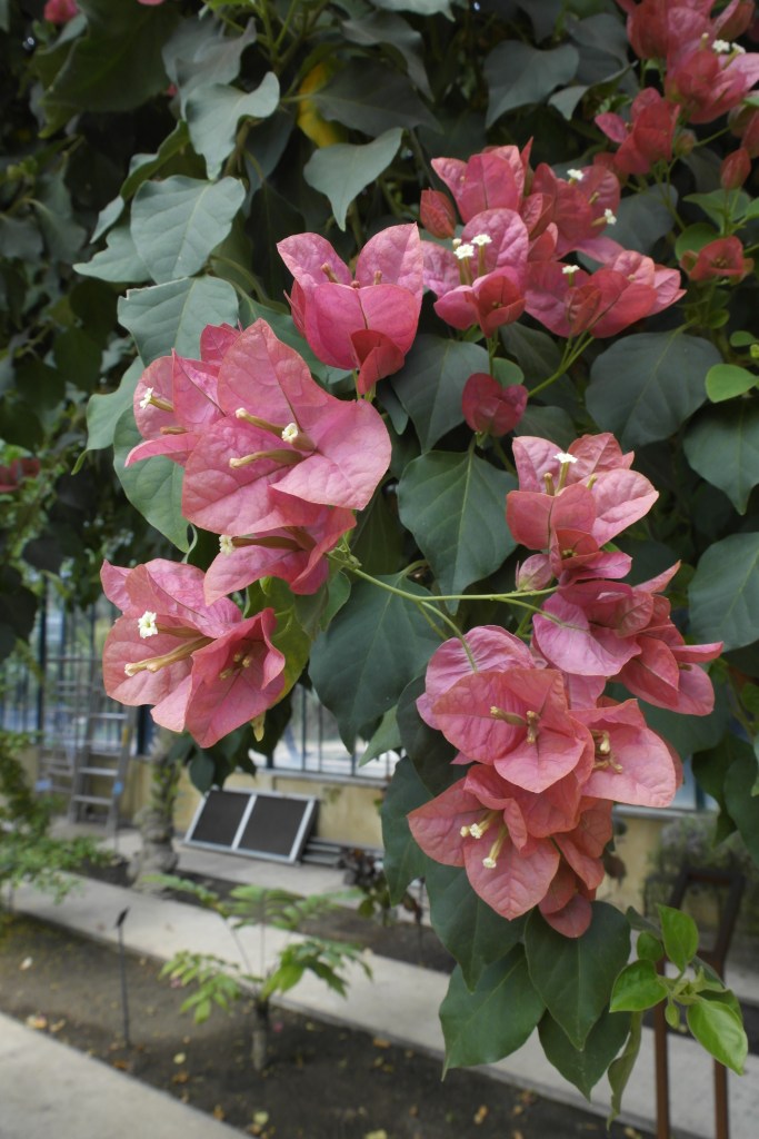 bougainvilliers