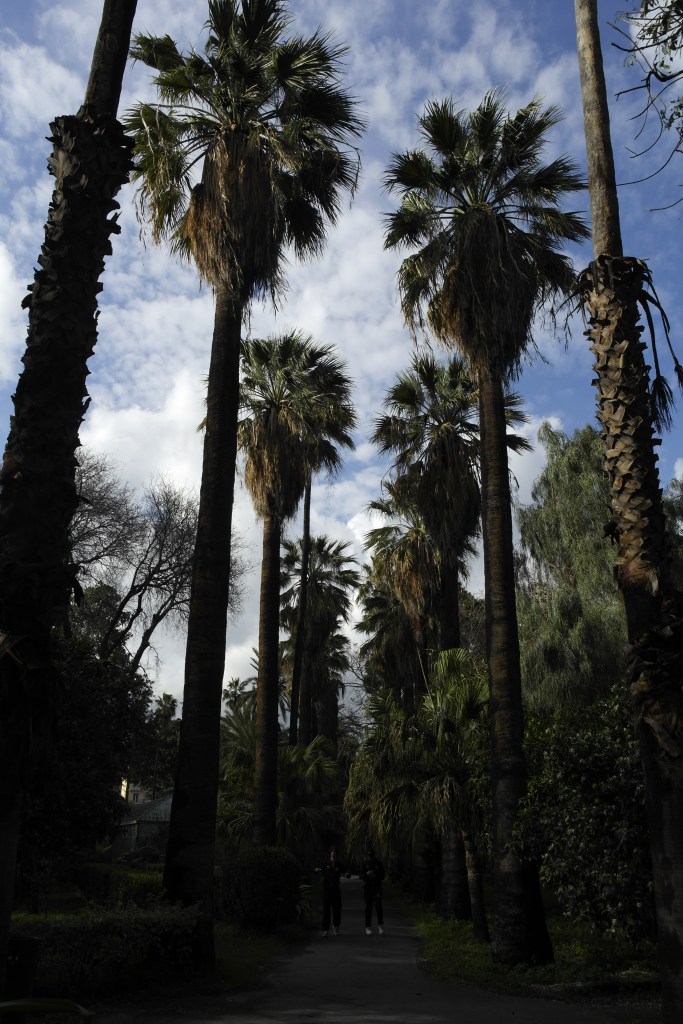 palmiers à l'orto botanico