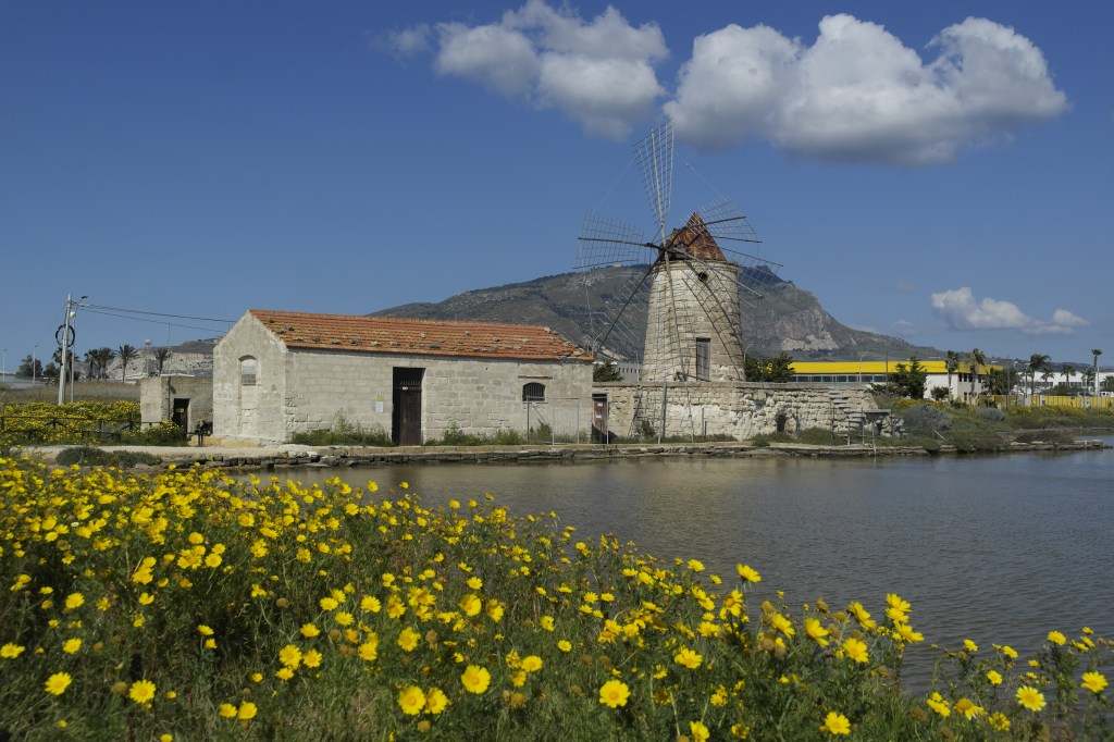 salines et moulins à vent, fleurs jaunes