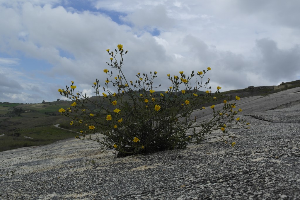 fleurs poussant dans le béton à Gibellina