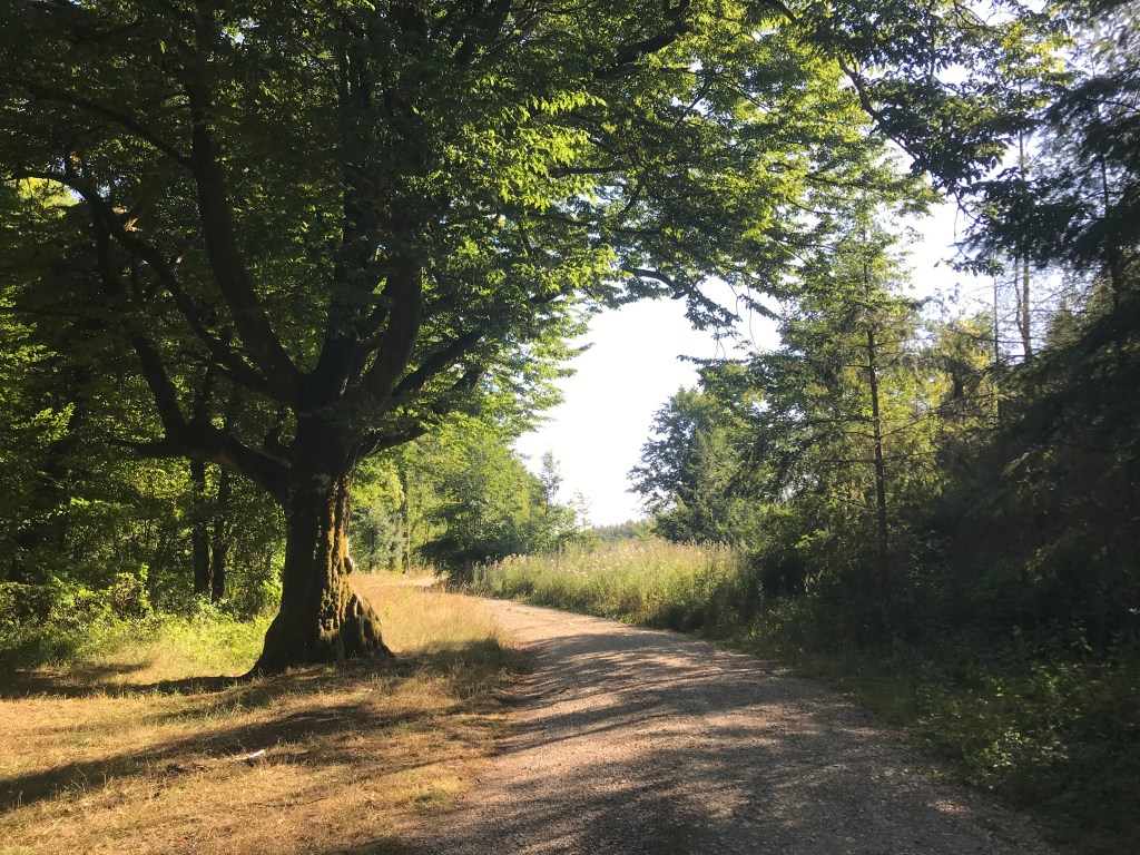 forêt à la lumière de l'été, gros arbre au premier plan et sentier baigné de lumière