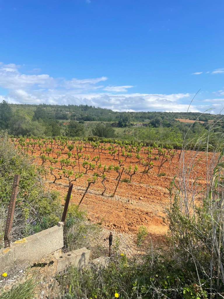 Terre orange dans les vignes, Baixas, paysage, Roussillon